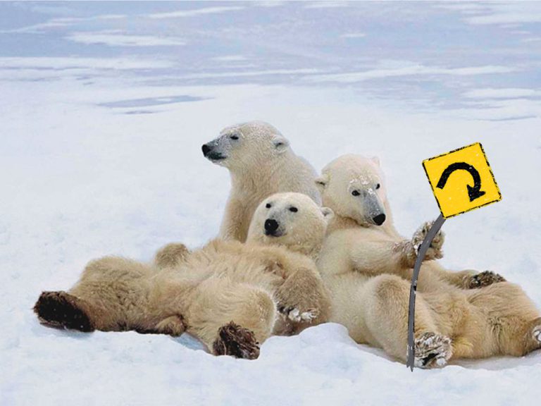 polar bears with a turn sign
